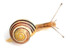 Image of a snail