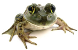 Bullfrog