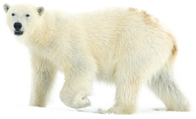 Polar Bear